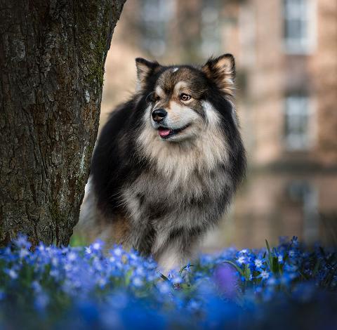 Dog and bluebells on canal river side, amsterdam