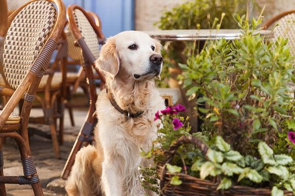labrodor sitting near plants at cafe