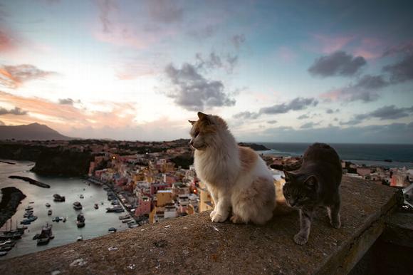 cats on balcony in Italy